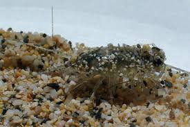 Attēlu rezultāti vaicājumam “Ligidium hypnorum”