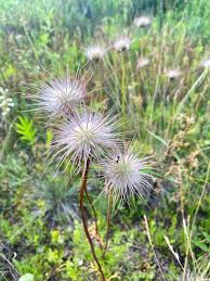 Attēlu rezultāti vaicājumam “Pulsatilla pratensis flower”