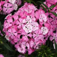 Image result for Dianthus barbatus
