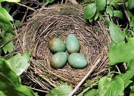 Attēlu rezultāti vaicājumam “Turdus merula eggs”