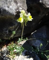 Attēlu rezultāti vaicājumam “Linaria loeselii bud”