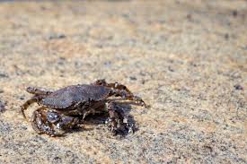 Image result for Cancer irroratus