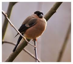 Attēlu rezultāti vaicājumam “Pyrrhula pyrrhula female”