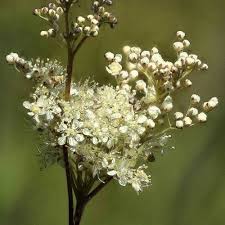 Attēlu rezultāti vaicājumam “Filipendula ulmaria  flower”