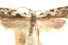 Attēlu rezultāti vaicājumam “Plutellidae”