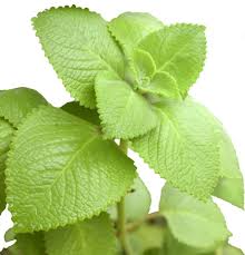 Image result for Oregano