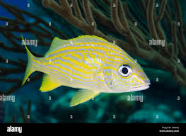 Image result for Haemulon flavolineatum