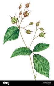 Attēlu rezultāti vaicājumam “Rubus plicatus”