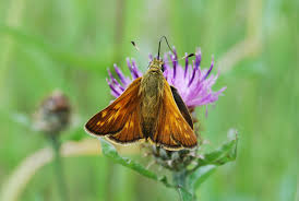 Attēlu rezultāti vaicājumam “Ochlodes sylvanus underside”