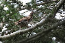 Attēlu rezultāti vaicājumam “Tetrastes bonasia juvenile”