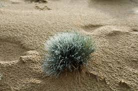 Attēlu rezultāti vaicājumam “Corynephorus canescens fruit”