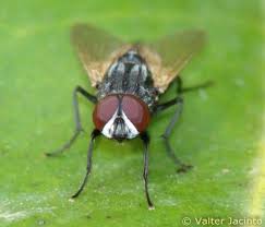 Attēlu rezultāti vaicājumam “Musca domestica”