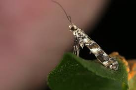 Attēlu rezultāti vaicājumam “Gracillaria syringella”