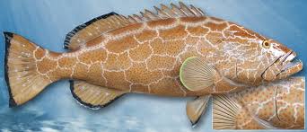 Image result for Mycteroperca bonaci