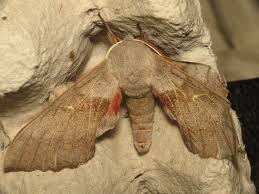 Attēlu rezultāti vaicājumam “Laothoe populi”