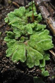 Attēlu rezultāti vaicājumam “Riccia glauca”