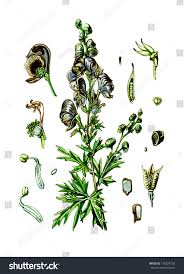 Attēlu rezultāti vaicājumam “Aconitum napellus leaf”