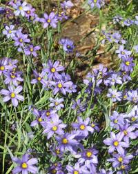 Attēlu rezultāti vaicājumam “Sisyrinchium montanum”