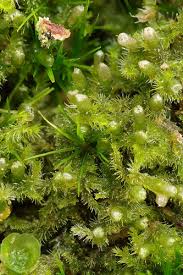 Attēlu rezultāti vaicājumam “Blepharostoma trichophyllum sporophyte”