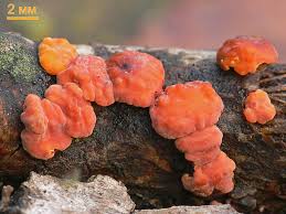 Attēlu rezultāti vaicājumam “Peniophora rufa”