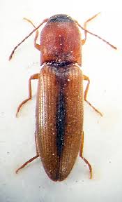 Attēlu rezultāti vaicājumam “Dalopius marginatus”