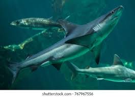 Image result for Carcharhinus plumbeus