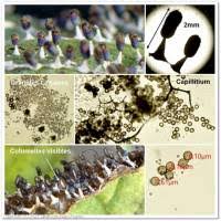 Attēlu rezultāti vaicājumam “Diachea leucopodia young”