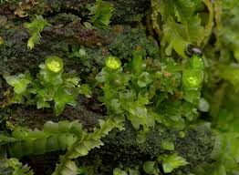 Attēlu rezultāti vaicājumam “Pseudotaxiphyllum elegans macro”