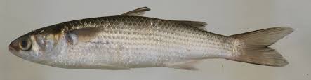 Image result for Mugil