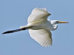 Attēlu rezultāti vaicājumam “Egretta alba adult”