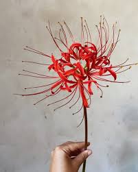 Image result for Alonsoa liniflora