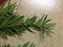 Attēlu rezultāti vaicājumam “Taxus baccata bud”