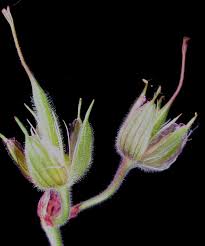 Attēlu rezultāti vaicājumam “Geranium pratense bud”