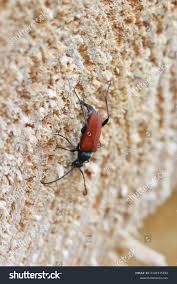 Attēlu rezultāti vaicājumam “Anastrangalia sanguinolenta female”