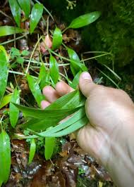 Attēlu rezultāti vaicājumam “Allium ursinum leaf”