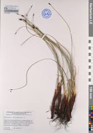 Attēlu rezultāti vaicājumam “Schoenus ferrugineus”