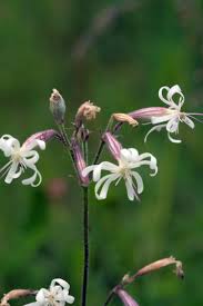 Attēlu rezultāti vaicājumam “Silene nutans”