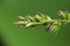 Attēlu rezultāti vaicājumam “Carex elongata”
