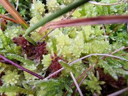 Attēlu rezultāti vaicājumam “Sphagnum rubellum”