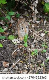Attēlu rezultāti vaicājumam “Leporida”