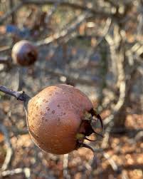 Attēlu rezultāti vaicājumam “Hordelymus europaeus fruit”