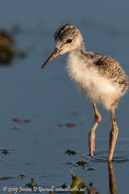 Attēlu rezultāti vaicājumam “Lycogala asperum young”