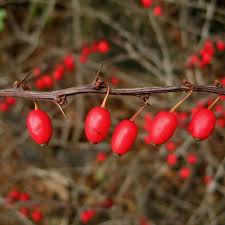Attēlu rezultāti vaicājumam “Berberis thunbergii fruit”