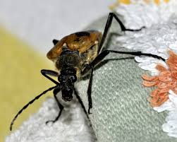 Attēlu rezultāti vaicājumam “Pachyta quadrimaculata”