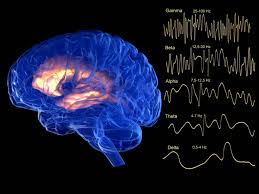 Image result for map of the brain