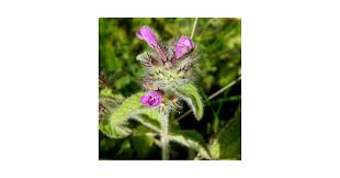 Attēlu rezultāti vaicājumam “Clinopodium vulgare leaf”