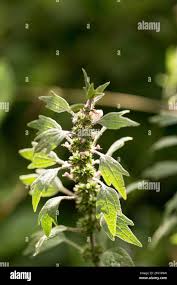 Attēlu rezultāti vaicājumam “Leonurus cardiaca leaf”