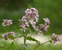 Attēlu rezultāti vaicājumam “Hesperis matronalis leaf”