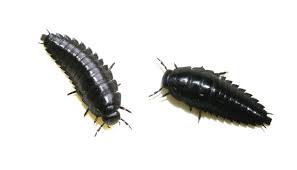 Attēlu rezultāti vaicājumam “Silpha obscura larva”