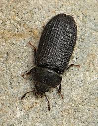 Attēlu rezultāti vaicājumam “Grynocharis oblonga”